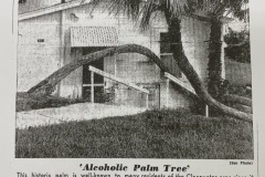 Alcoholic Palm Tree in Clearwater